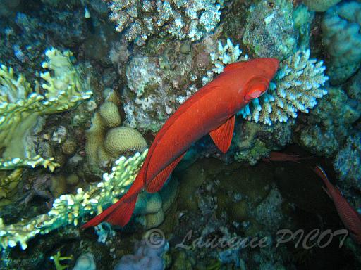 Poisson gros yeux - Priacanthus hamrur.JPG
